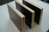 Ván ép coppha phủ phim có thực sự tốt?